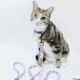 Product Sassy Meow Disney's Alice in Wonderland Cat Leash