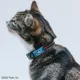 Product Sassy Meow Garfield Cat Collar