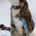 Sassy Meow Garfield Cat Collar image thumbnail 6