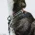 Sassy Meow STAR WARS™ Child Cat Collar image thumbnail 5