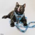 Sassy Meow Disney's The Aristocats Blue Step In Cat Harness image thumbnail 5