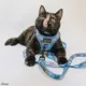 Product Sassy Meow Disney's The Aristocats Blue Step In Cat Harness