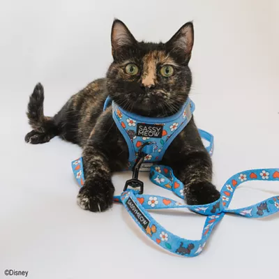 Product Sassy Meow Disney's The Aristocats Blue Step In Cat Harness