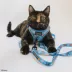 Sassy Meow Disney's The Aristocats Blue Step In Cat Harness image thumbnail 6