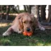 BIONIC Dog Toy Treat Star image thumbnail 3