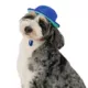 Product Top Paw® Bucket Hat