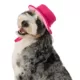 Product Top Paw® Summer Bucket Hat