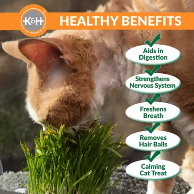Product K&H Cat Grass Grow Station Refill Kit 2 Count