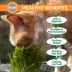 K&H Cat Grass Grow Station Refill Kit 2 Count image thumbnail 2