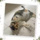 Product Meowijuana Garden Pawty Catnip