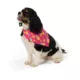 Product Top Paw® Pineapple Dog Bandanas, 2 Count