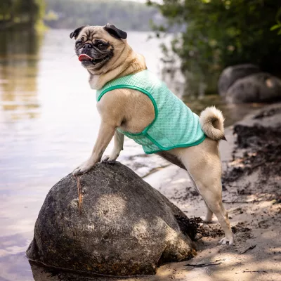 Product GF PET Ice Vest