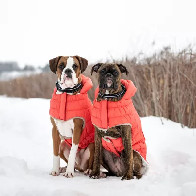 GF Pet Nordic Parka - Image 6