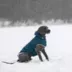 GF Pet Nordic Dog Parka image thumbnail 9