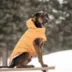 GF PET Elasto-FIT Super Puff Parka - Yellow image thumbnail 5