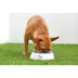  GF Pet Ice-Bowl image thumbnail 5