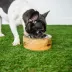 GF PET Mango Wood Bowl image thumbnail 3