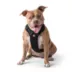 GF PET Travel Harness image thumbnail 1