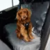 GF PET Travel Harness image thumbnail 5