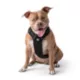 Product GF PET Travel Harness