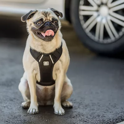 Product GF PET Travel Harness