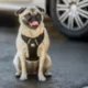 Product GF PET Travel Harness