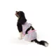 Product Top Paw® Plaid Swimwear - Trunks Or Bikini