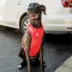 GF PET Travel Harness image thumbnail 4