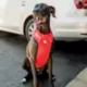 Product GF PET Travel Harness