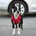 GF PET Travel Harness image thumbnail 5