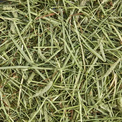 KAYTEE® All Natural Timothy Hay - Image 2
