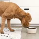 Product Waggo Ceramic Dipper Pet Bowl