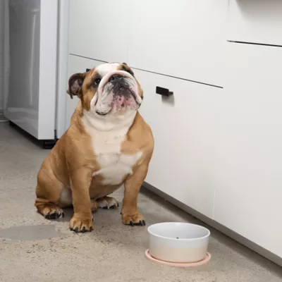 Product Waggo Ceramic Dipper Pet Bowl