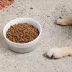 Waggo Ceramic Dipper Pet Bowl image thumbnail 5
