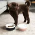 Waggo Ceramic Dipper Pet Bowl image thumbnail 5