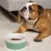 Waggo Ceramic Dipper Pet Bowl image thumbnail 3