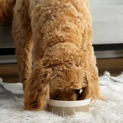 Waggo Ceramic Dipper Pet Bowl - Image 4