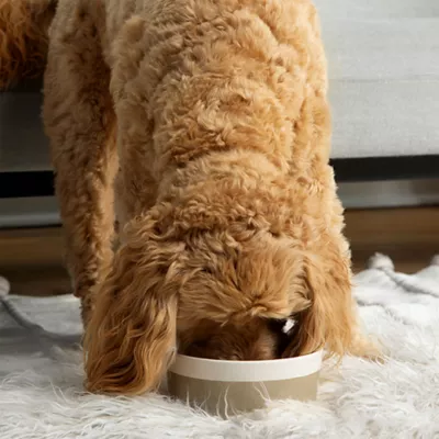 Waggo Ceramic Dipper Pet Bowl - Image 4