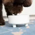 Waggo Ceramic Uplift Pet Bowl image thumbnail 3
