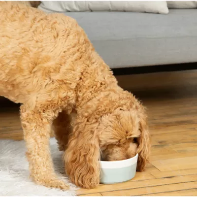 Product Waggo Ceramic Uplift Pet Bowl