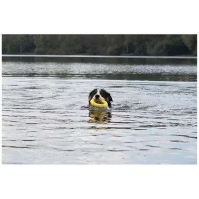 Product Zeus Nitro Dog Toy Ring, 16cm (6.3in)