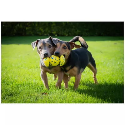 Product Zeus Nitro Dog Toy Weighted Grip Ball, 12.4cm (4.9in)