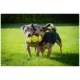 Product Zeus Nitro Dog Toy Weighted Grip Ball, 12.4cm (4.9in)