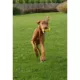 Product Zeus Nitro Dog Toy Weighted Grip Ball, 12.4cm (4.9in)