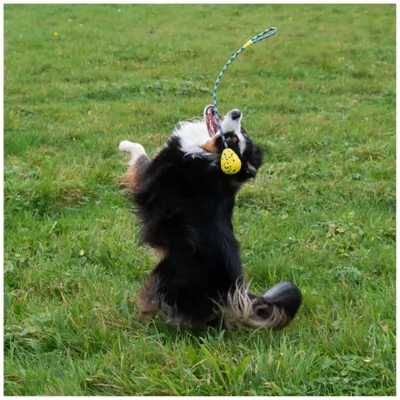 Product Zeus Nitro Dog Toy Weighted Slinger with Rope, 9.2cm (3.6in)