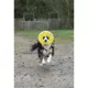 Product Zeus Nitro Dog Toy Flying Disc, 24cm (9.4in)