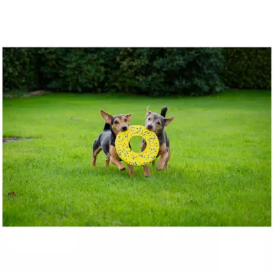 Product Zeus Nitro Dog Toy Flying Disc, 24cm (9.4in)