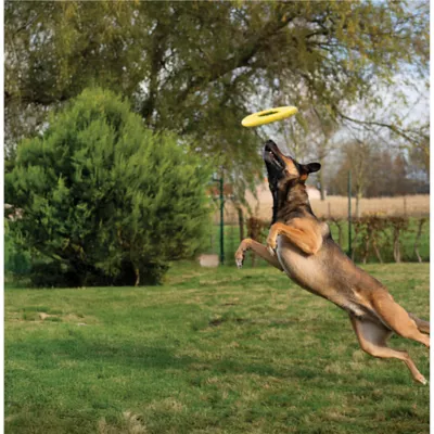 Product Zeus Nitro Dog Toy Flying Disc, 24cm (9.4in)