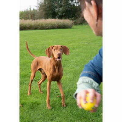 Product Zeus Nitro Dog Toy Weighted Ball