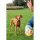 Product Zeus Nitro Dog Toy Weighted Ball